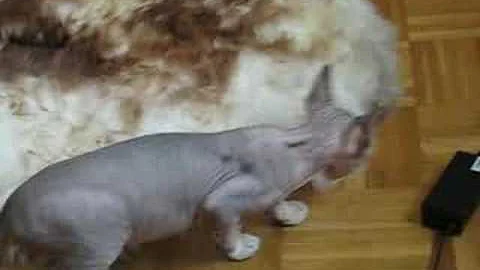 Watch the video about Devon Rex kitten and his suspicious glance at mouflon ;-)