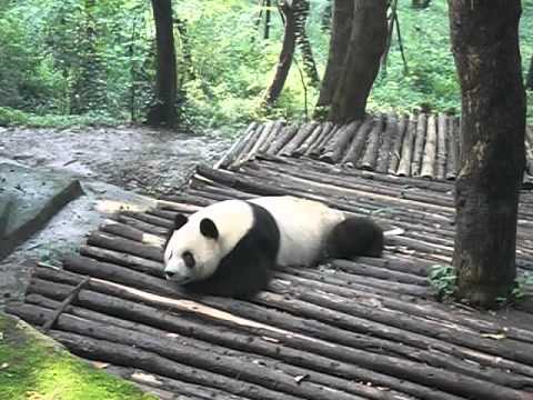 Video: La base de investigación de reproducción del panda gigante en Chengdu