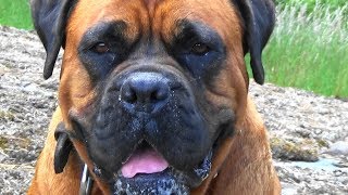 Rottweiler Boxer Mix - The Lost Sister