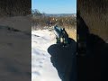 Full auto Beretta 92 precision on point #airsoft #shorts
