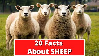 20 Facts About Sheep