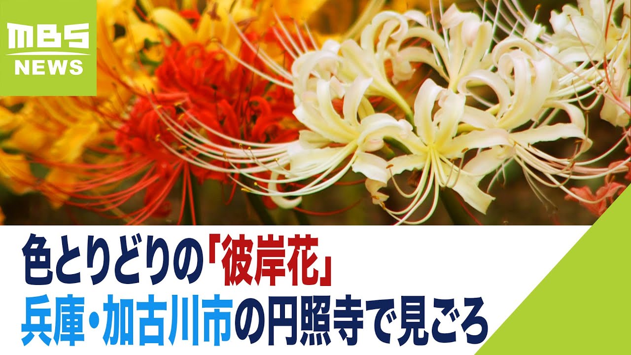 赤だけじゃない 黄や白 色とりどりの 彼岸花 兵庫 加古川市の円照寺で見ごろ 22年9月24日 Youtube