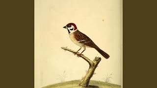 Download Lagu The Finch MP3