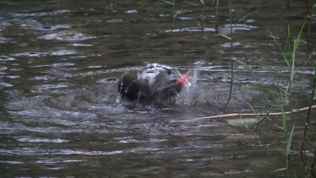ヤンバルクイナ（3）水場（沖縄県国頭村） - Okinawa Rail - Wild Bird - 野鳥 動画図鑑 
