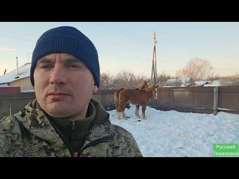 Новые Жеребцы тяжеловозы.
