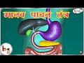     3d   human digestive system animated 3d model  in  hindi
