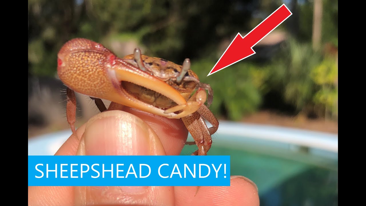 How to Catch Fiddler Crabs for Sheepshead Fishing Bait