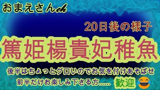 篤姫楊貴妃稚魚の様子とグロ(笑)