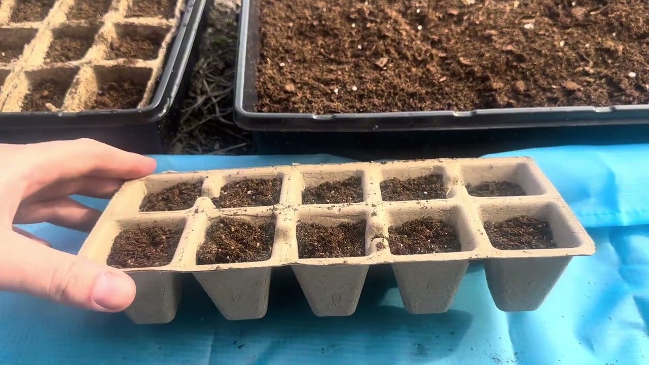The beginning journey of growing my Japanese Bloodmaple trees from seed.