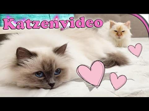 KATZENVIDEO 🐱 Das ist gerade los 💕