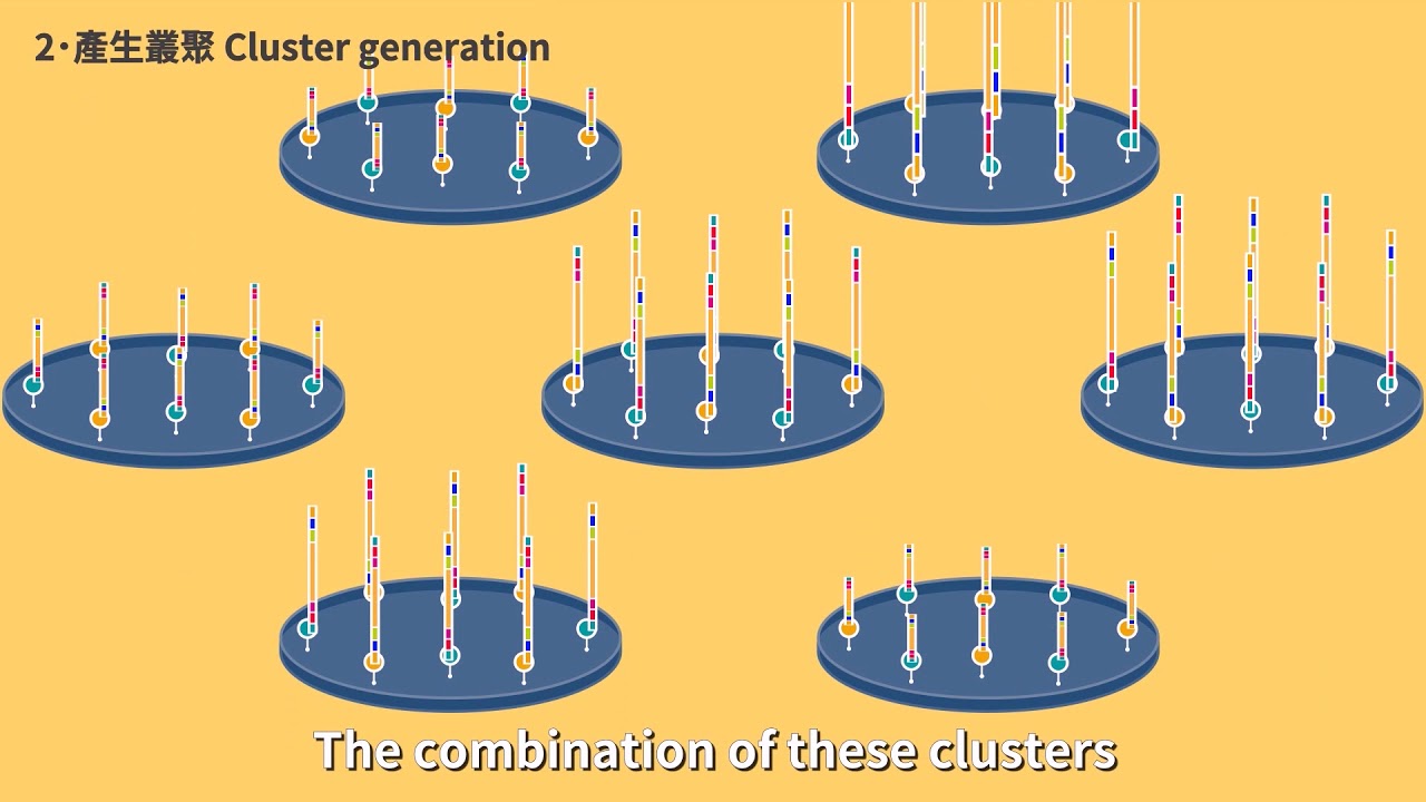 (5-5) Principles of DNA sequencing: next generation sequencing method (NGS) (animation)
