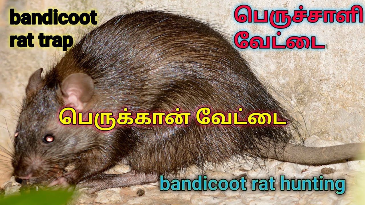 Bandicoot Rat Hunting bandicoot bandicoot-rat-hunting-bandicoot