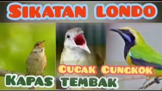 Cucak Cungkok Kapas Tembak Sikatan Londo Gacor