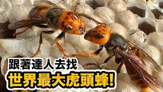 台灣有世界最大虎頭蜂!兇猛毒性強 世界最危險昆蟲!山中找尋隱密大虎頭蜂窩!