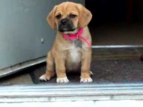 Puggle Puppy Afraid to go down steps