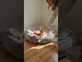 Empty space to pet paradise  #cutedogs #pets #dogcare #beforeandafter #grooming #cat #dogshorts #pup