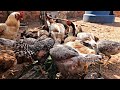 ALIMENTAÇÃO COMPLETA PARA GALINHAS: CAPIM / CÁLCIO E MILHO