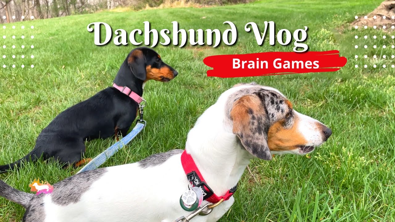 Funny Mini Dachshund Videos - Cute Dachshunds Playing Games - YouTube