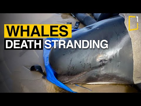 Pilot whales Tasmania: Almost 400 die in Australia's worst stranding