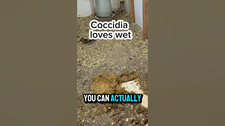 How to PREVENT coccidiosis in backyard chickens