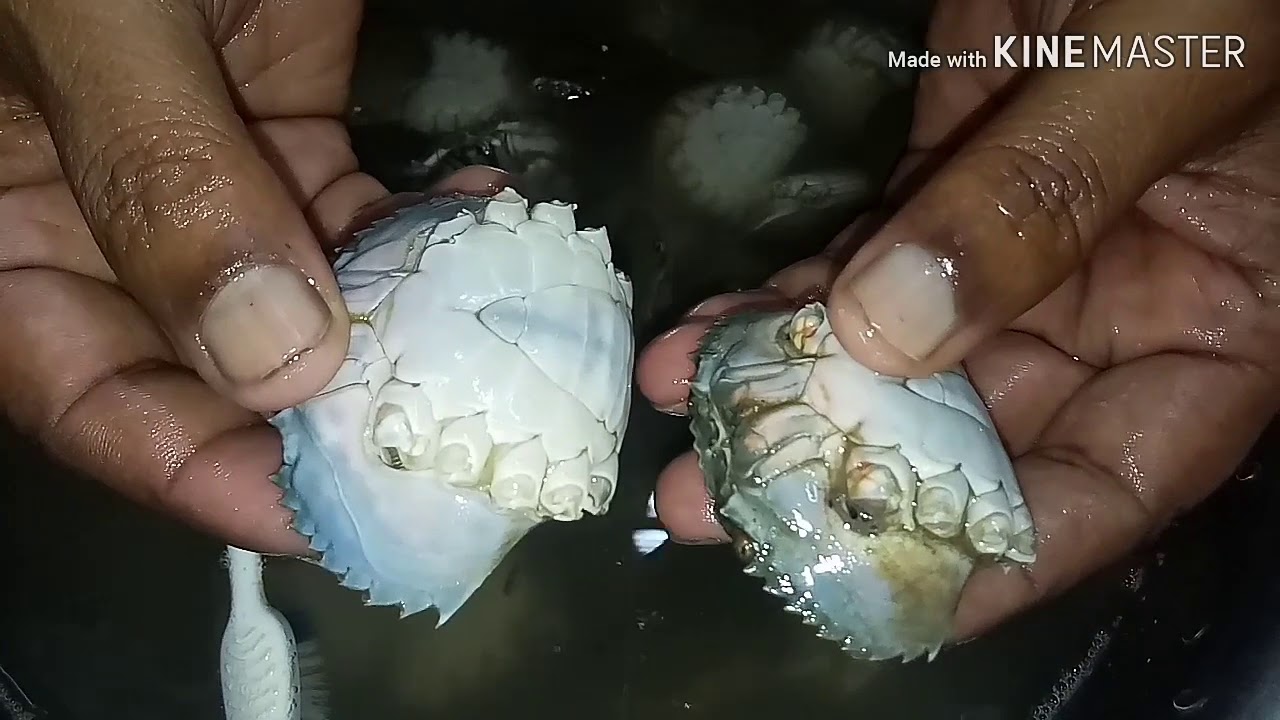 Crab Cleaning in Marathi by Mansa Kokanatli YouTube