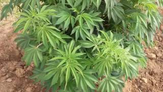 Outdoor marijuana grow day 4 how to get the purps in your budz