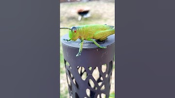 Insect: Grasshoppers, Dragon Fly, Tarantula, Fly, Ladybug, Wasp, Butterfly.