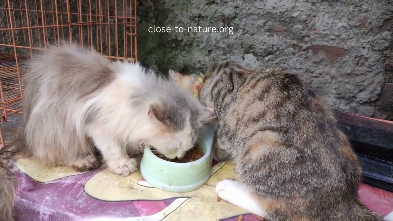 Best Persian Cat Health Care Tips | Close To Nature