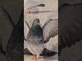 navil bhai ka shok💥💀 #shorts #pigeon #kabootar #kabootarloft05