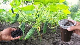 How to Make Effective Homemade Organic Fertilizer That Repels Pests