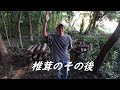しいたけ原木栽培と菌床栽培の違い解説