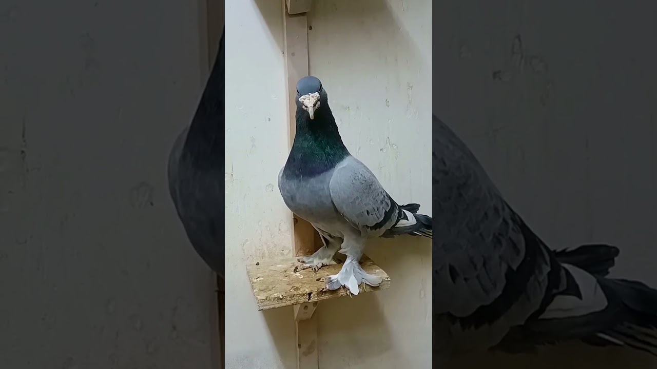 Griat collaboration bitween smartpigeons 18