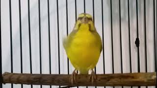 022 Suara Menawan Panggilan Burung Tropis Untuk Relaksasi finch Serinus Mozambicus