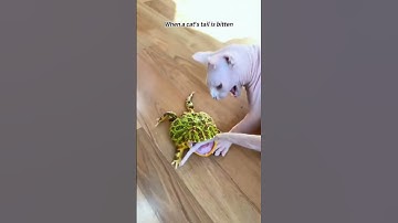 Part 55 #funny #cat#NewVideoAlert