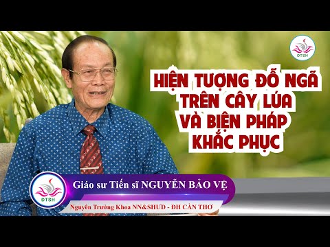 Video: Nguyên nhân làm cho một cái cây bị ngã?