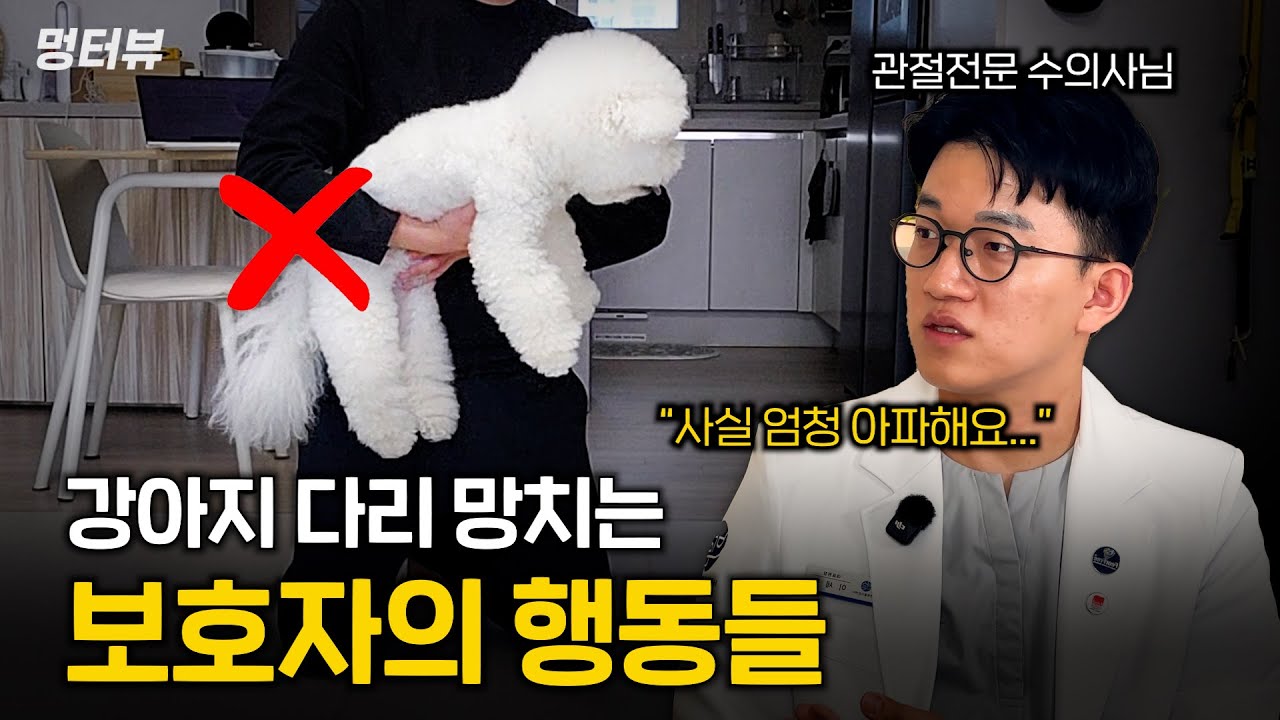 대부분 강아지를 잘못 안고 있다고? 이제는 아프지 않게 꼭 확인해주세요  | 멍터뷰ep.37