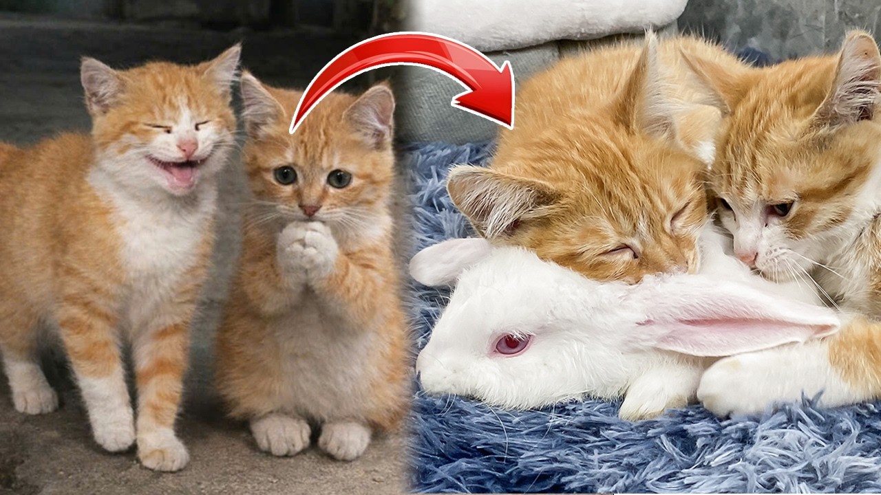 【野良子猫から飼い猫へ】家の前に放置されていた二匹の捨て子猫が引き取られて育った30日間の旅。