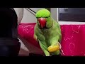 मिट्ठू ने खाई Mango Toffee 🍬🍭 #mithu #mithuvlogs  #parrot #mithukizuban #birds #talkingmitthu #funny