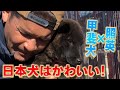 照英がたくさんのカワイイ甲斐犬と出会った!
