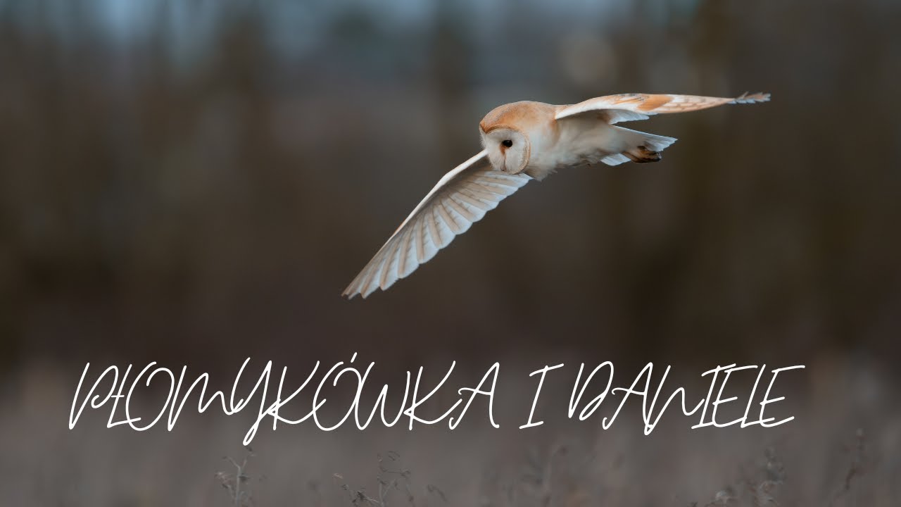 Płomykówka i Daniele // sowa // fotografia przyrodnicza // sony a1 // ptaki // dzika przyroda //