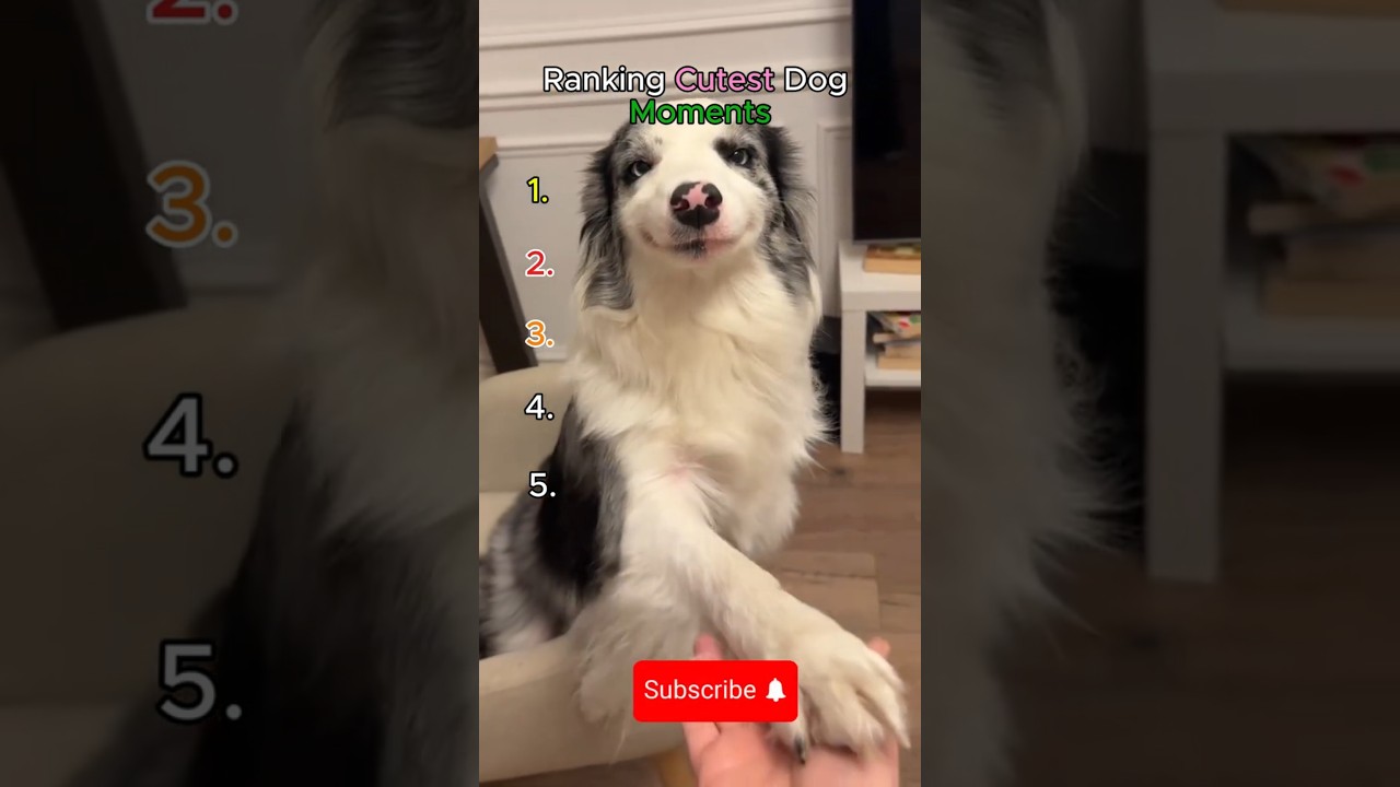 Ranking Cutest Dog Moments#shorts