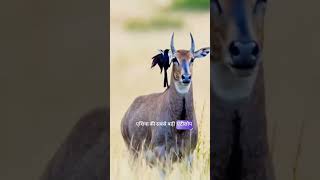Nilgai: Blue Bull of India 😱|नील गाय के खतरनाक सच #mexfact #Nilgai #BlueBull #AnimalFacts #shorts