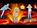 Puppy Stuck In Lava! Floor Is Lava Grizz The DoG Gets HeLP!