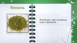 Кулинарная энциклопедия - Фенхель Кулинарная энциклопедия - Фенхель