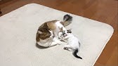 抱きしめるお母さんネコちゃん Youtube