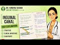 Inguinal canal anatomy| simplified| exam notes| abdomen and pelvis