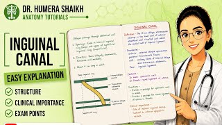 Inguinal canal anatomy| simplified| exam notes| abdomen and pelvis 