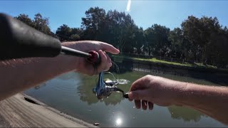 WOW! so many FISH in this SHALLOW water CANAL