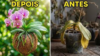 Orquídea Phalaenopsis Sem Raízes Salve No Coco Seco