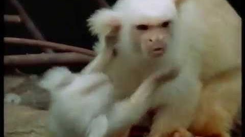 Anglia Survival 1997 Gremlins-Faces in the Forest (narrated by Ian Holm) (Dec 1998)